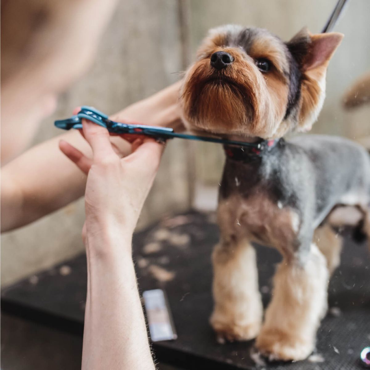 The ProGroom Promise